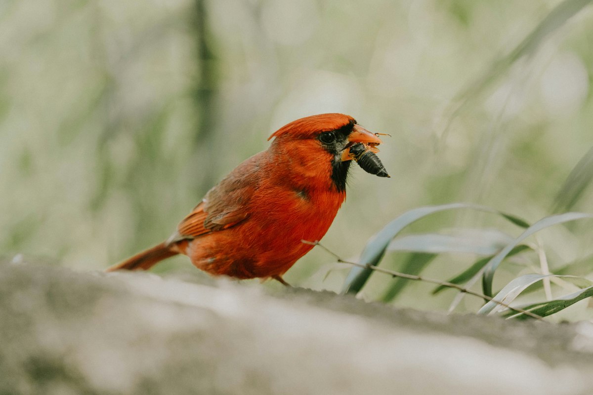 Northern cardinal perched on a branch near a backyard feeder