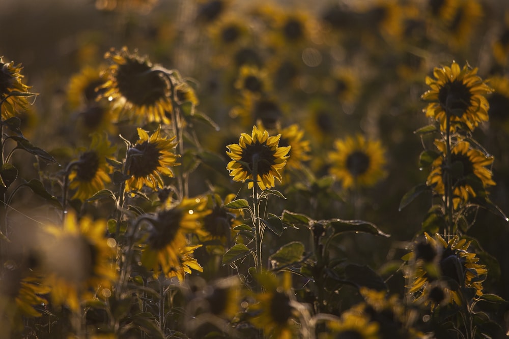 yellow and black flowers in tilt shift lens