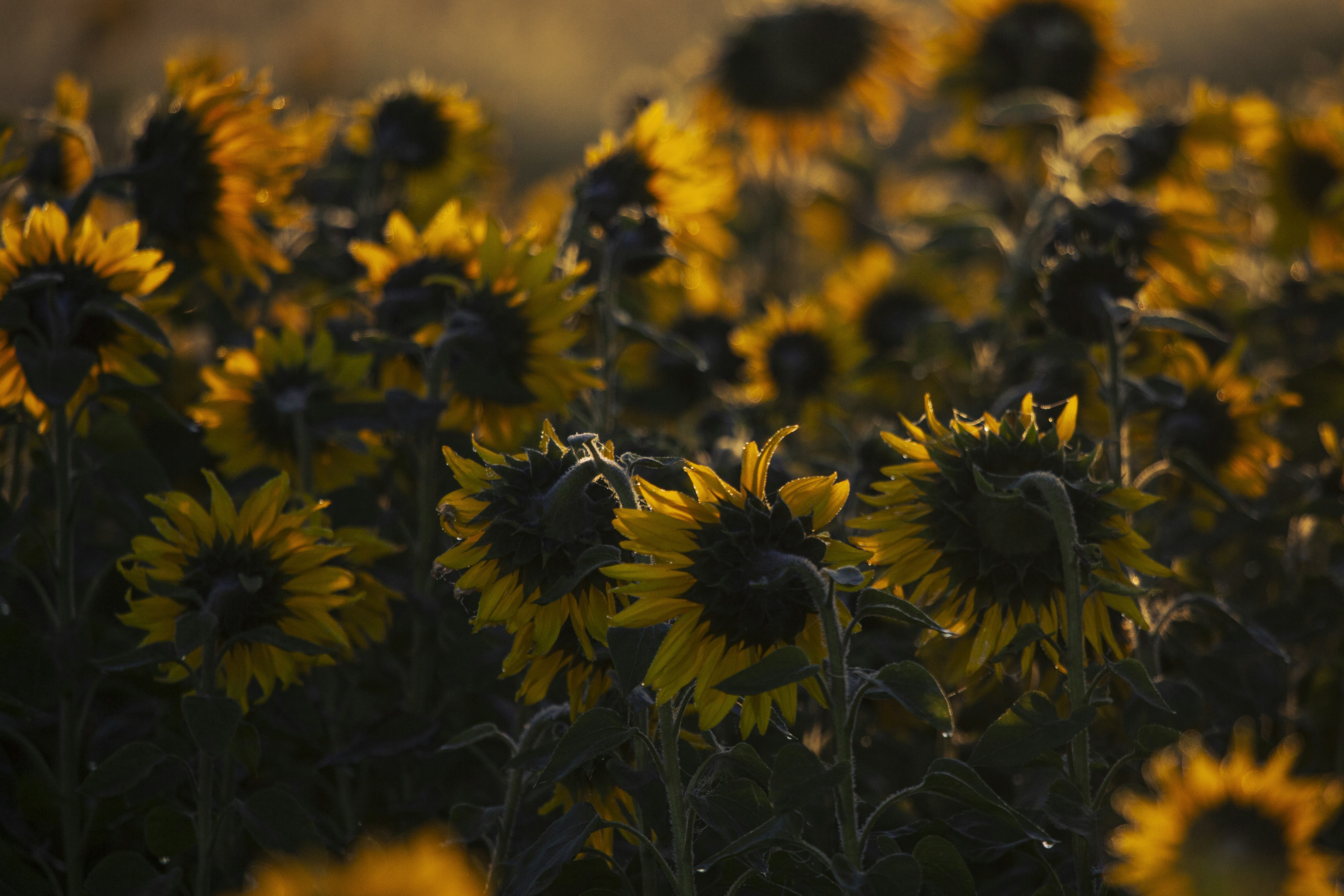 Photo by toft_pilgaard