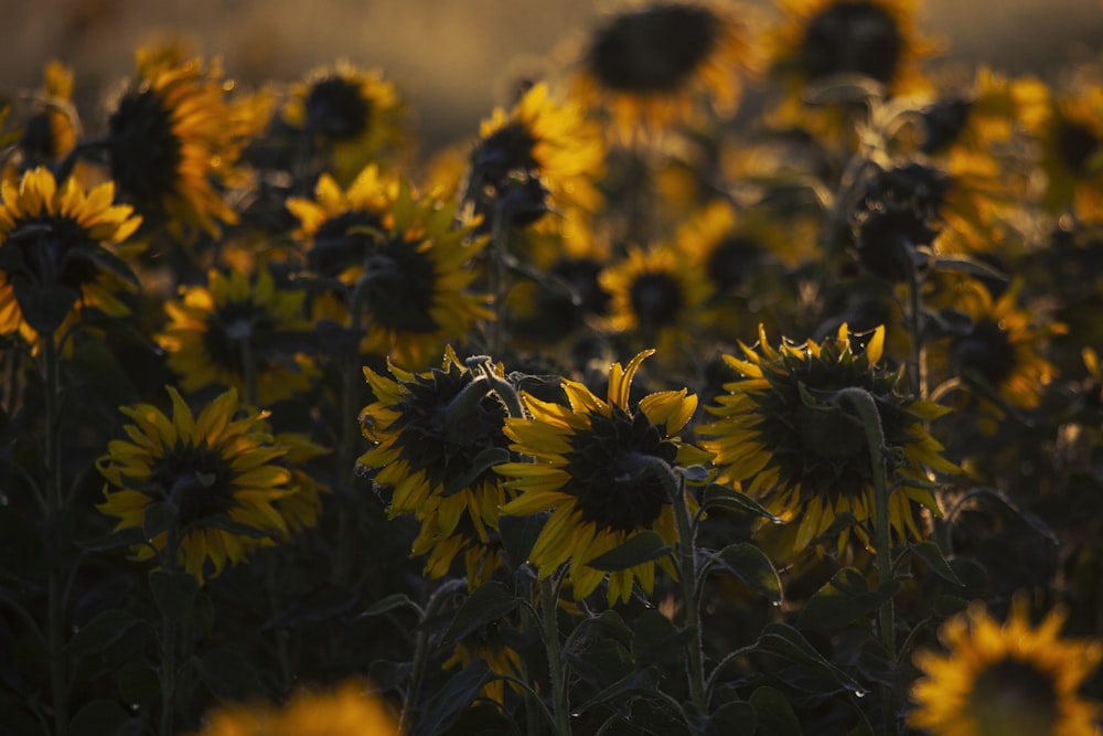 yellow and black sunflower field during daytime