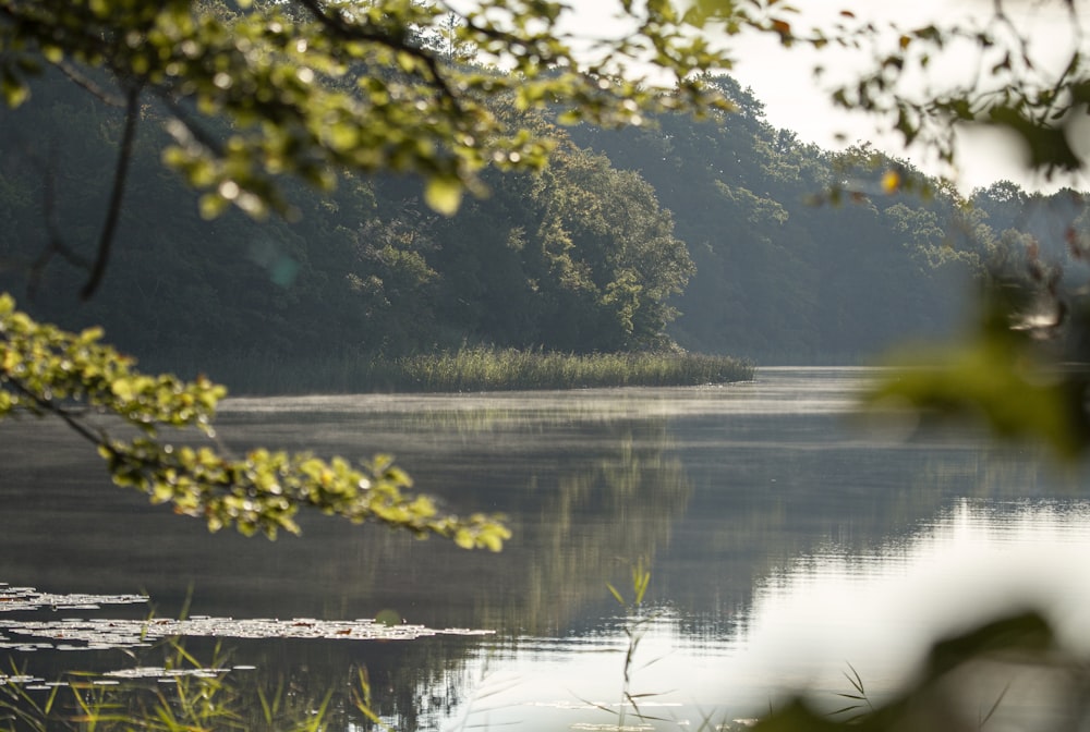 green trees beside lake during daytime