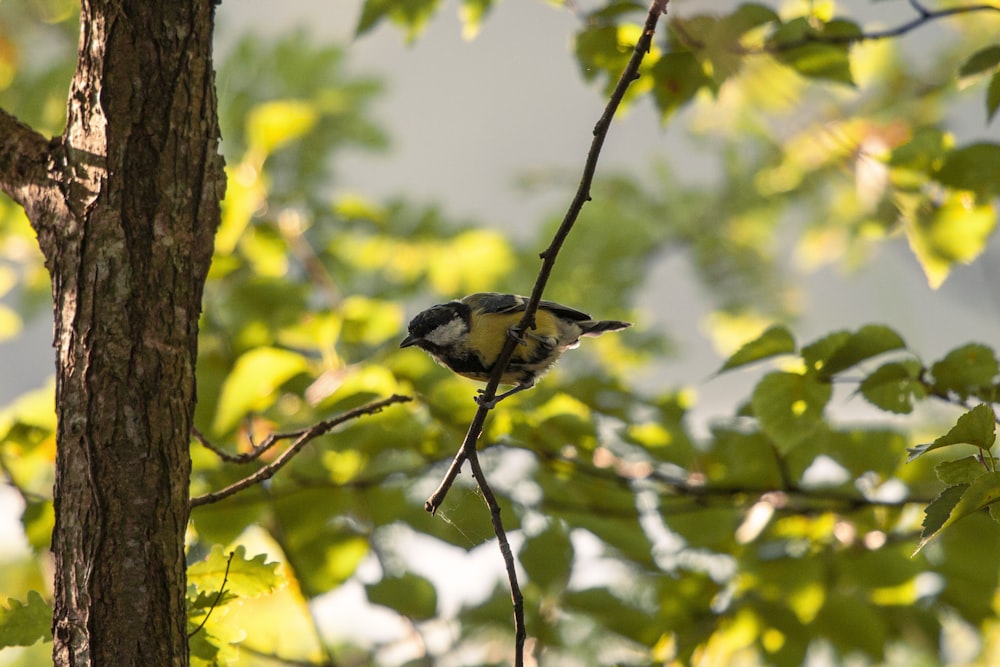 昼間、木の枝にとまる黄色と黒の鳥
