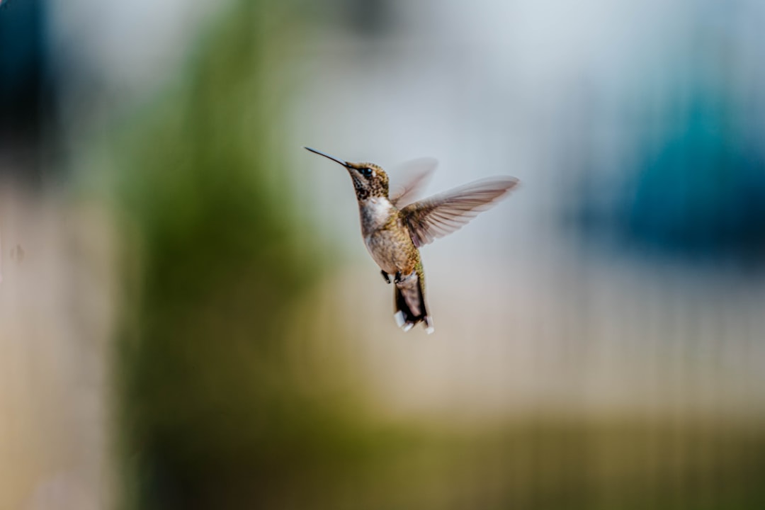 brown humming bird flying in mid air during daytime