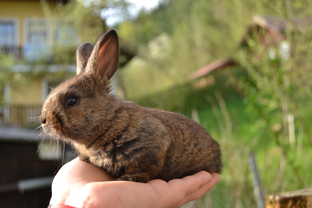 person holding brown rabbit during daytime