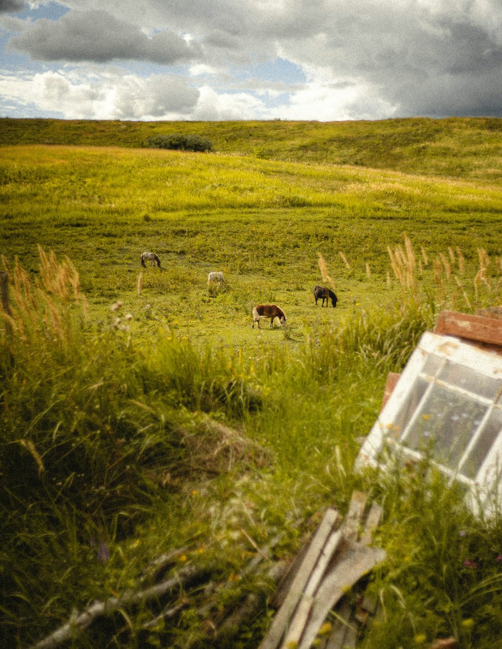 brown and white cow on green grass field during daytime