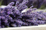 purple flowers on white wooden table
