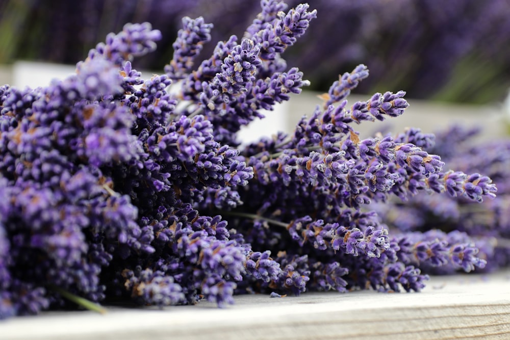 purple flowers on white wooden table