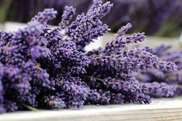 Handcrafted lavender soap with botanical garnish
