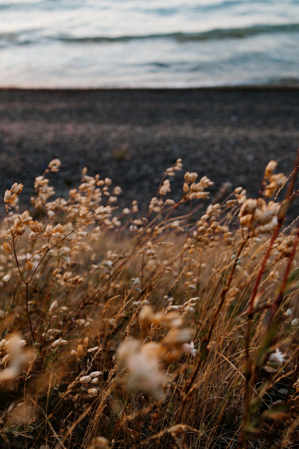 white flower field during daytime