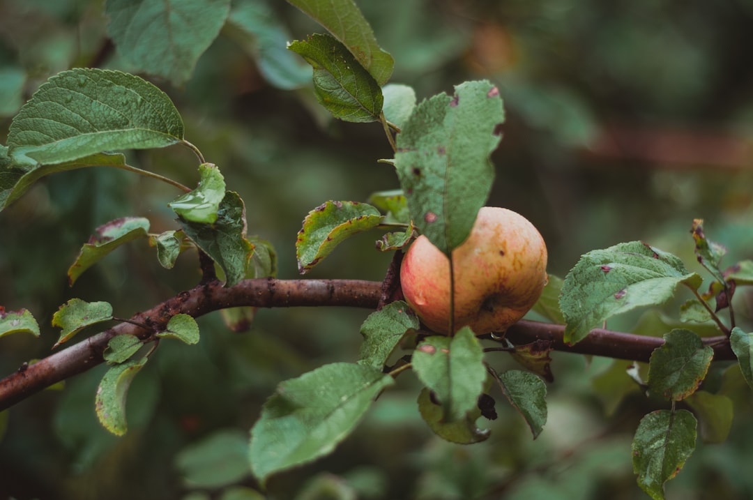 red apple fruit on green leaves