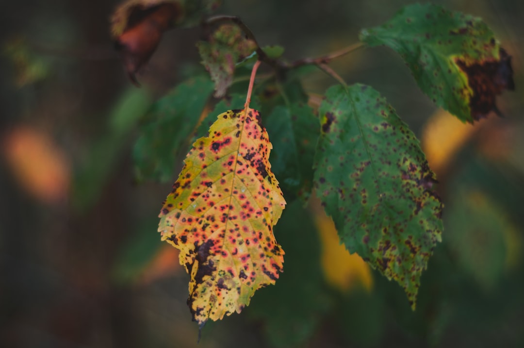 green and yellow leaf in tilt shift lens