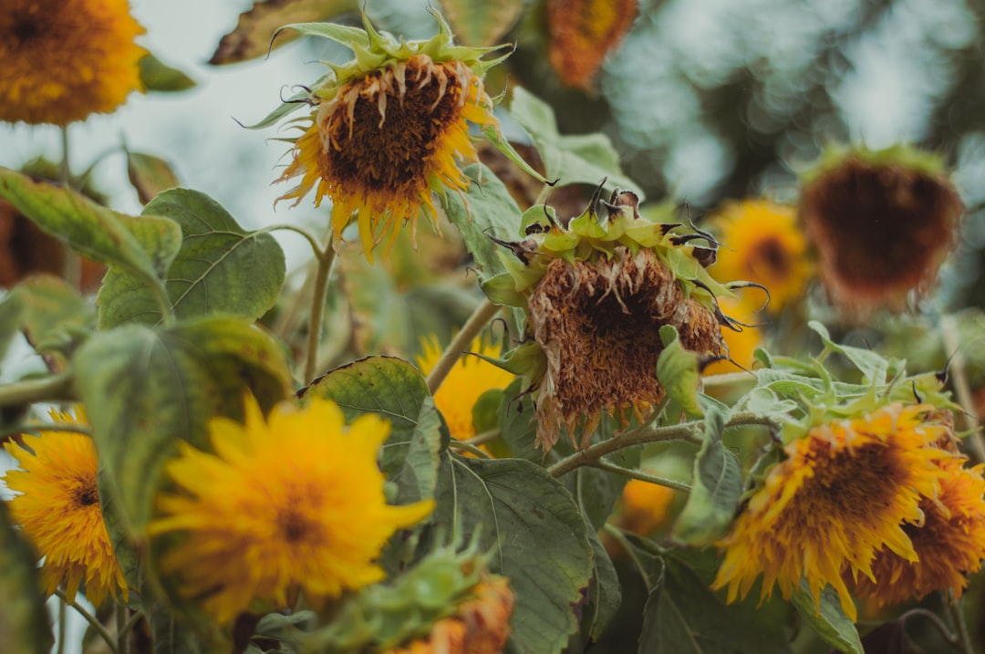 yellow and brown flower in tilt shift lens