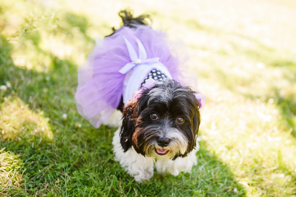 black and white long coated small dog on green grass during daytime