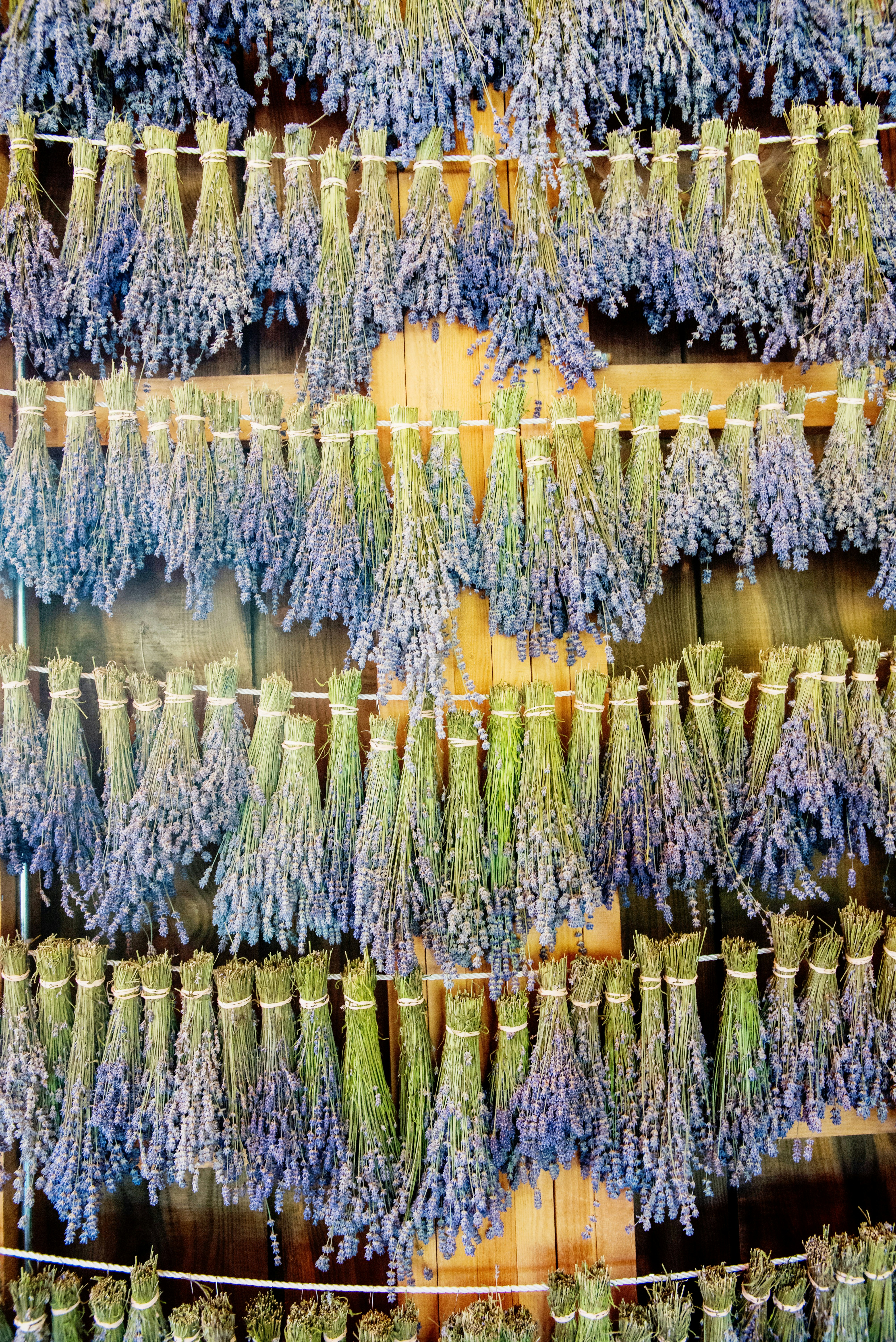 Lavender drying