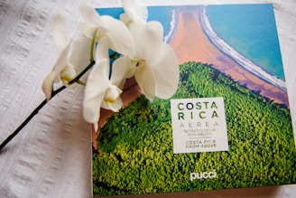 white flower with green leaves