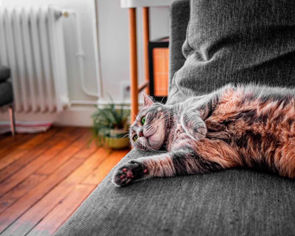 gato atigrado marrón acostado en el sofá gris