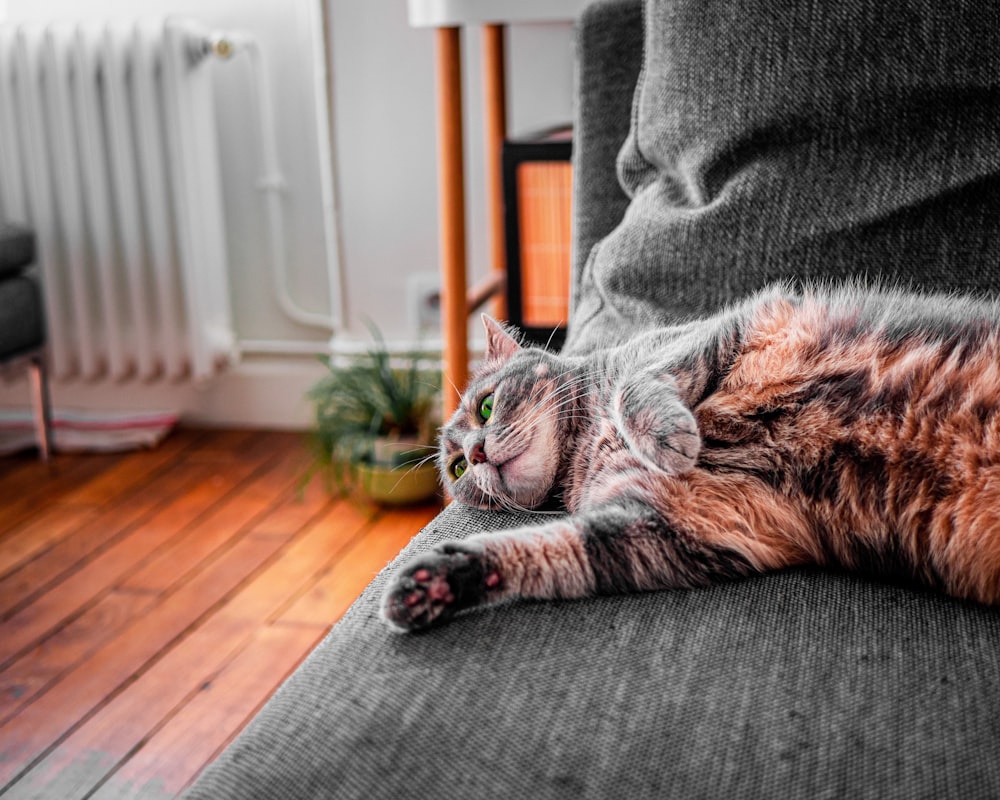 brown tabby cat lying on gray couch