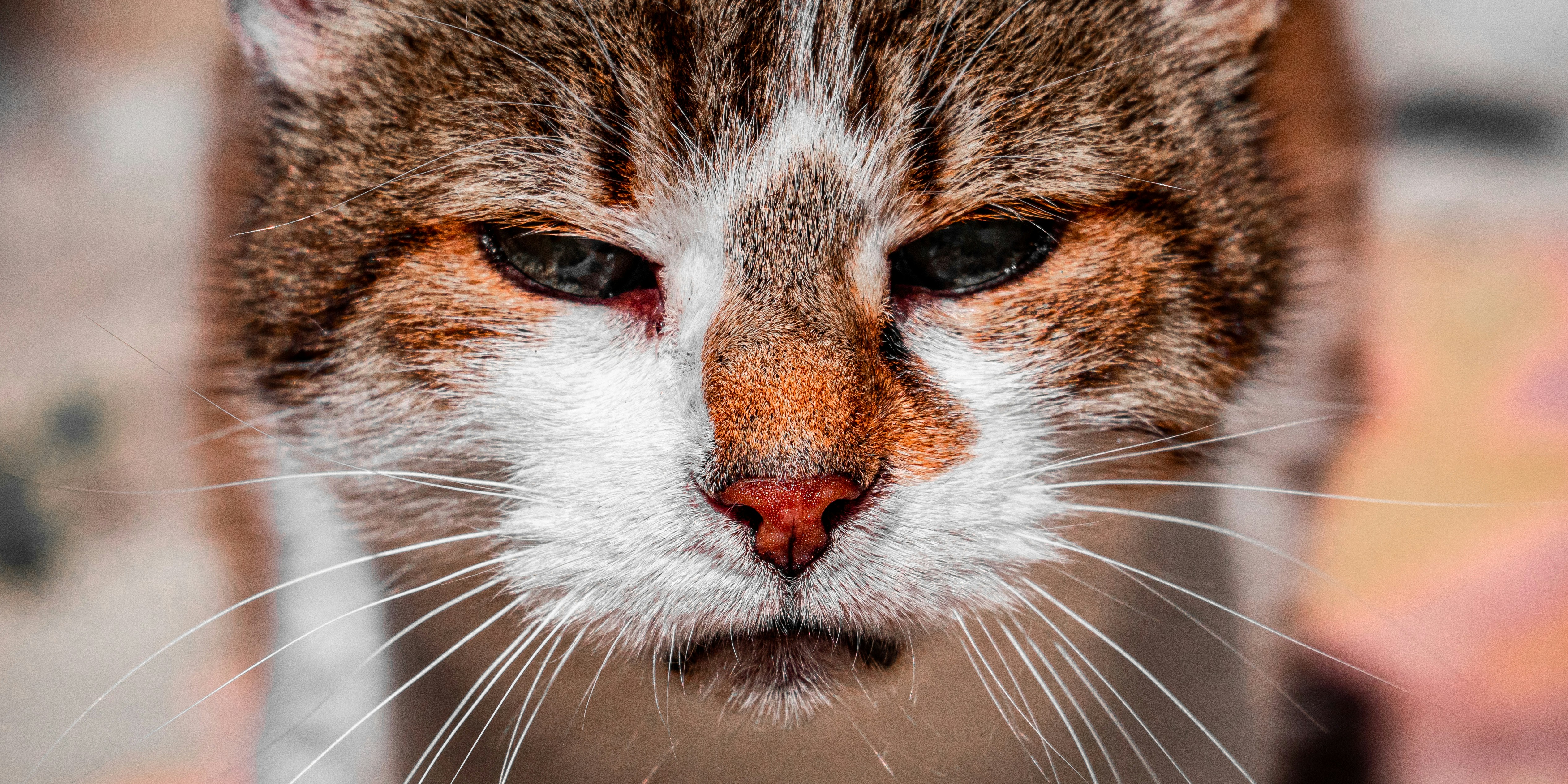 The Allergy Assumptions That Miss the Mark (image credits: unsplash)