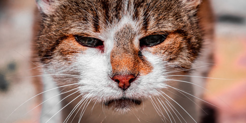 Gato atigrado marrón y blanco