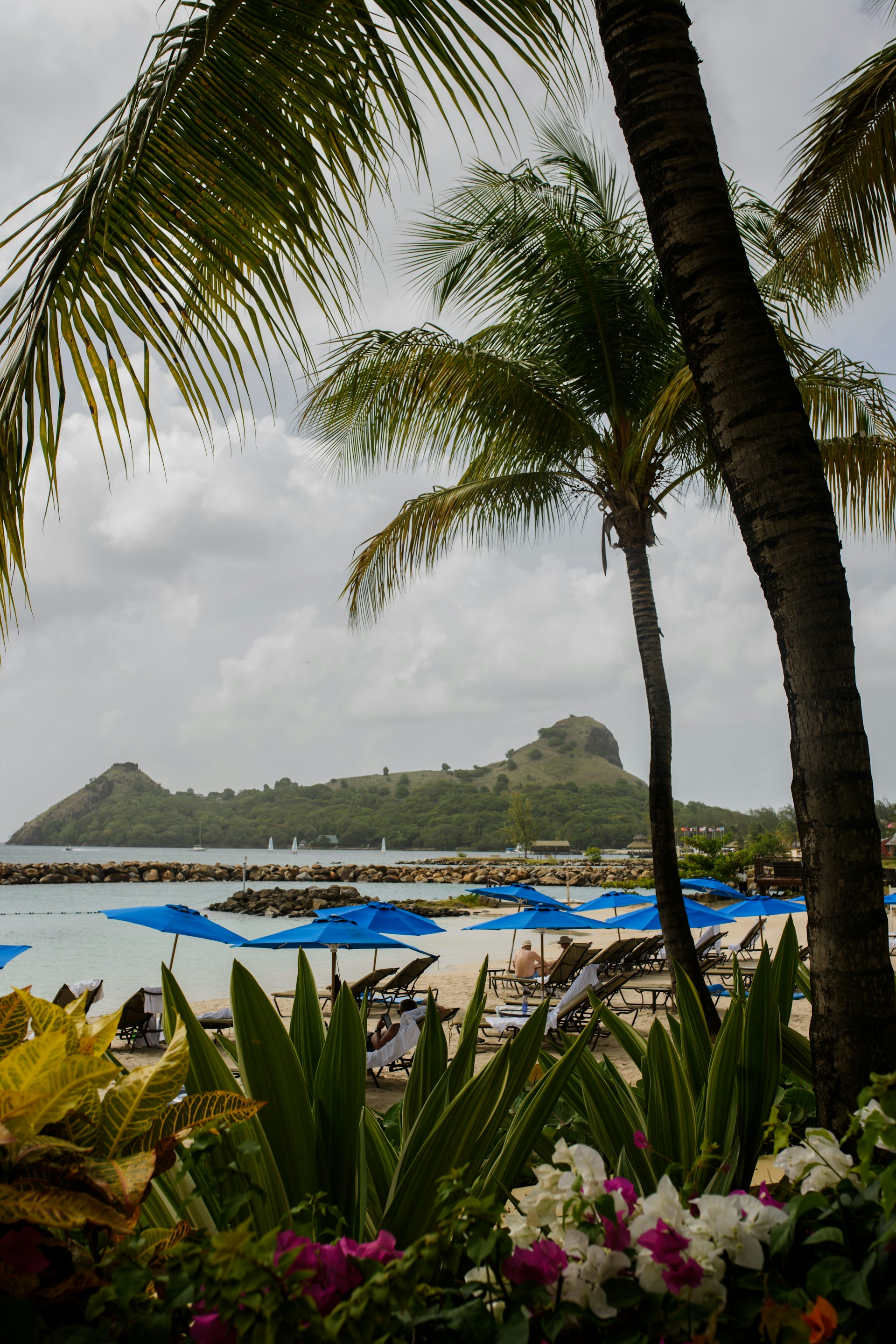 green coconut palm tree near body of water during daytime