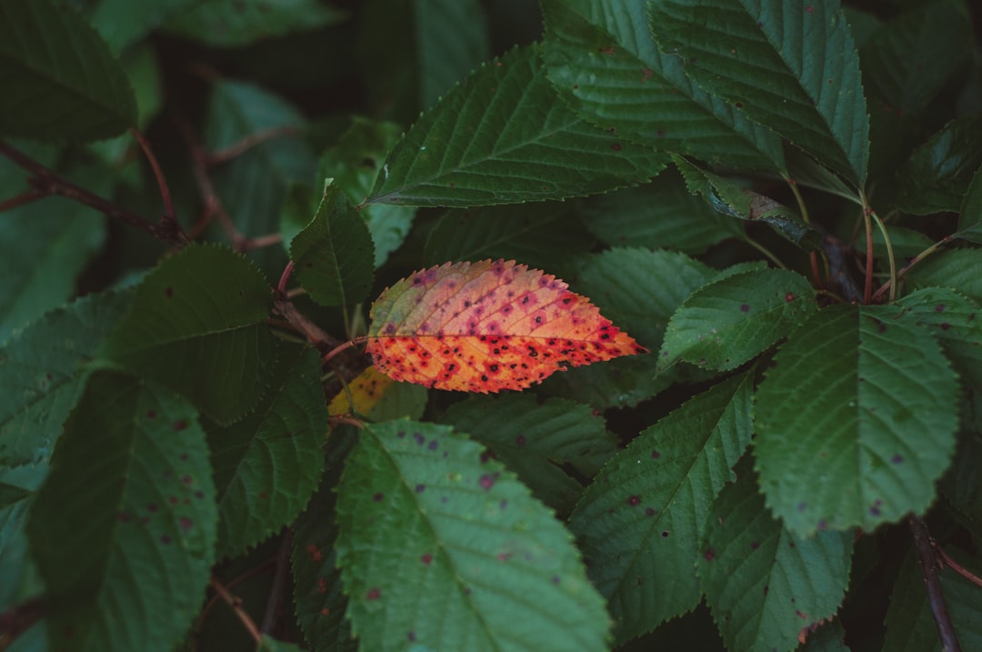 red and green leaves with water droplets