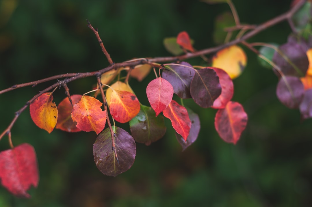 red and yellow leaves on tree branch