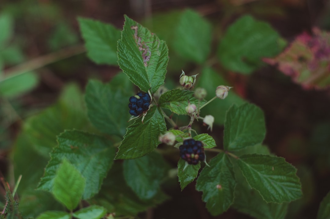 blue and black round fruits