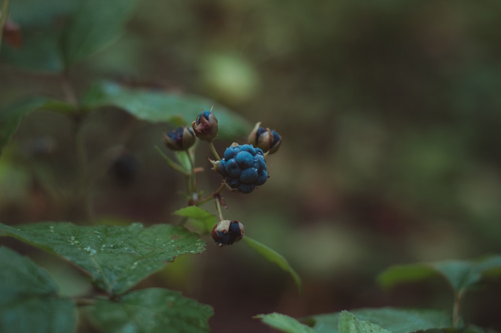 blue flower bud in tilt shift lens