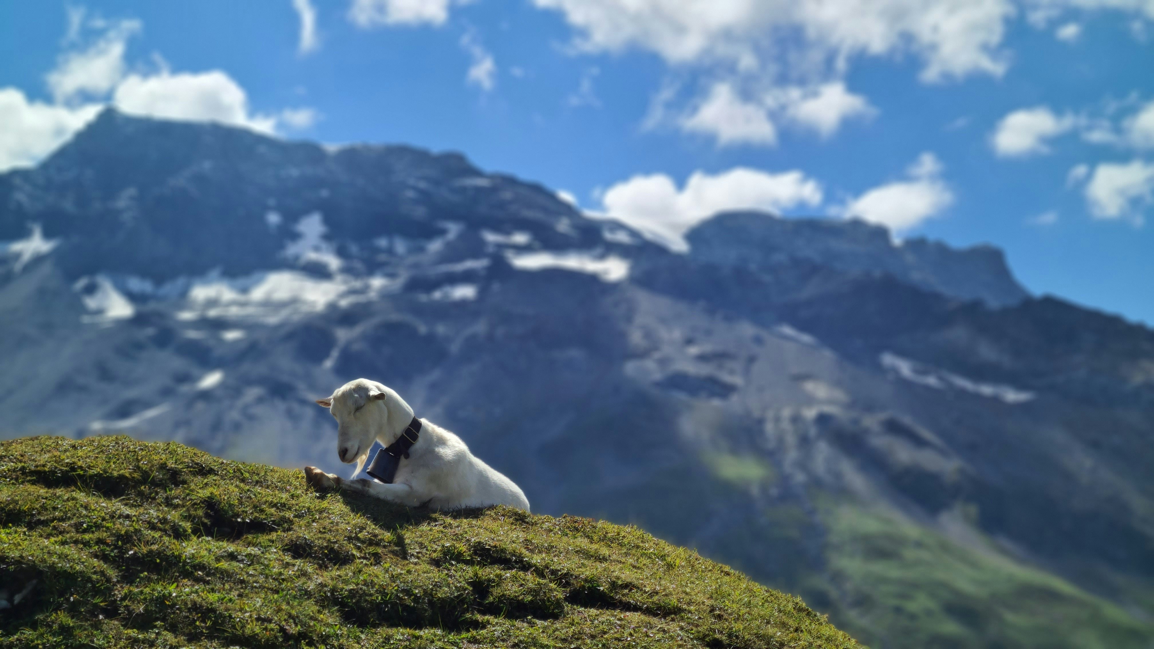 white short coated dog on green grass field during daytime