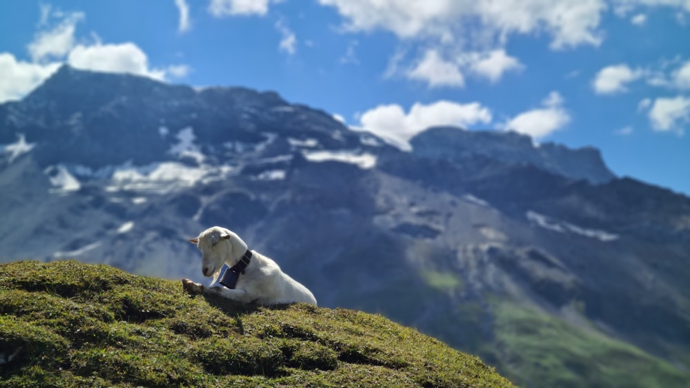 white short coated dog on green grass field during daytime