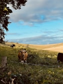 A peaceful rural landscape with cows grazing in a green pasture, set against rolling hills and a partly cloudy blue sky. In the foreground, a brown and white cow stands near a wired fence, framed by leafy tree branches.