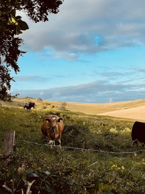 A friendly farmer talking on the phone near cattle in a green pasture.