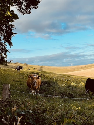 A peaceful rural landscape with cows grazing in a green pasture, set against rolling hills and a partly cloudy blue sky. In the foreground, a brown and white cow stands near a wired fence, framed by leafy tree branches.