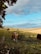 Image of a friendly farmer leaning on a fence with cattle grazing behind.