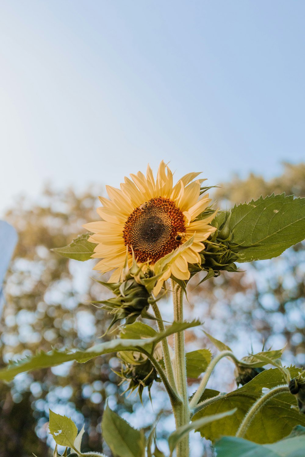 sunflower in tilt shift lens