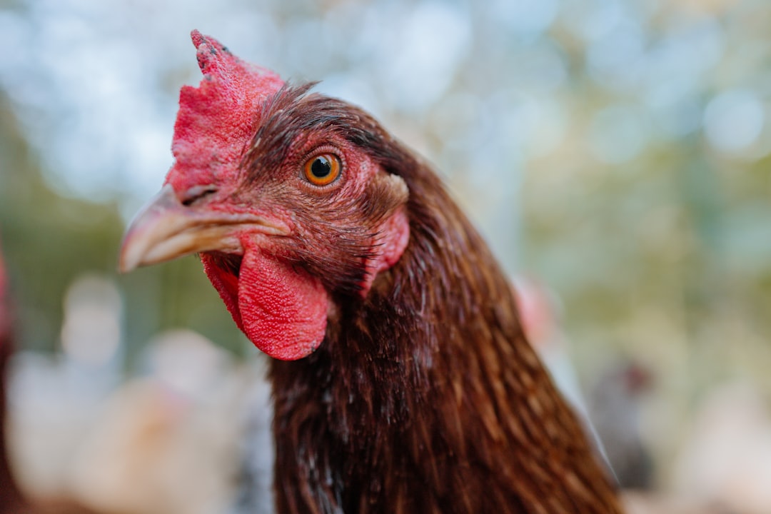 brown chicken in tilt shift lens