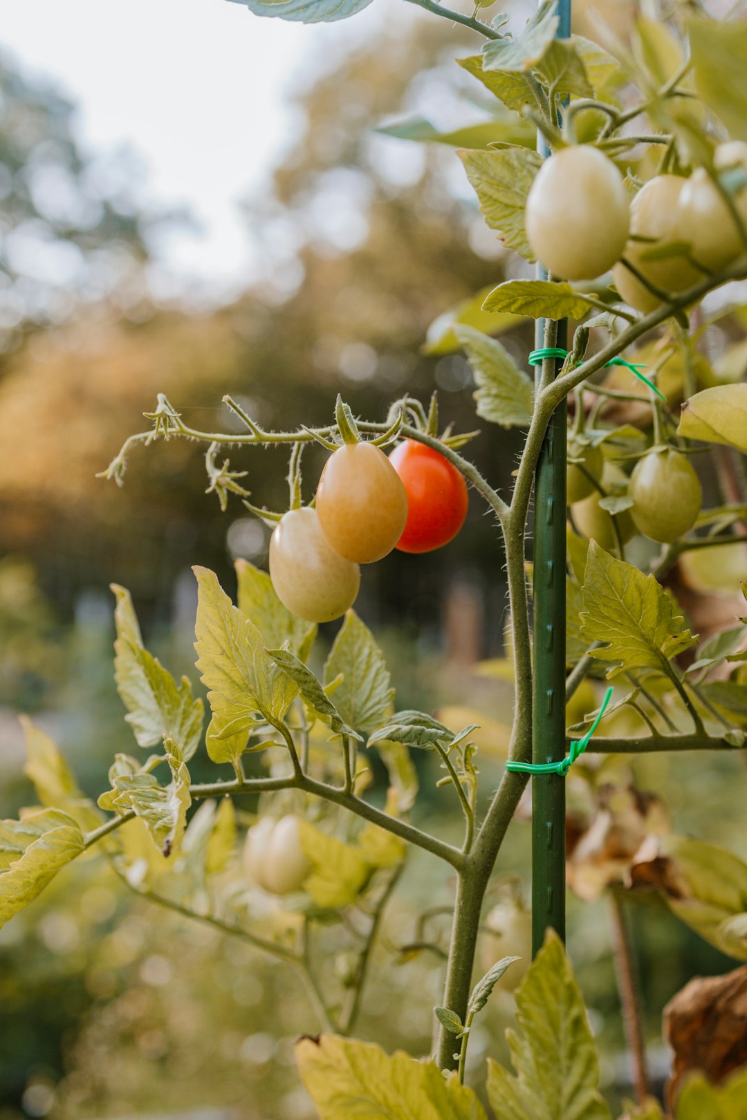 red and yellow fruit on tree during daytime