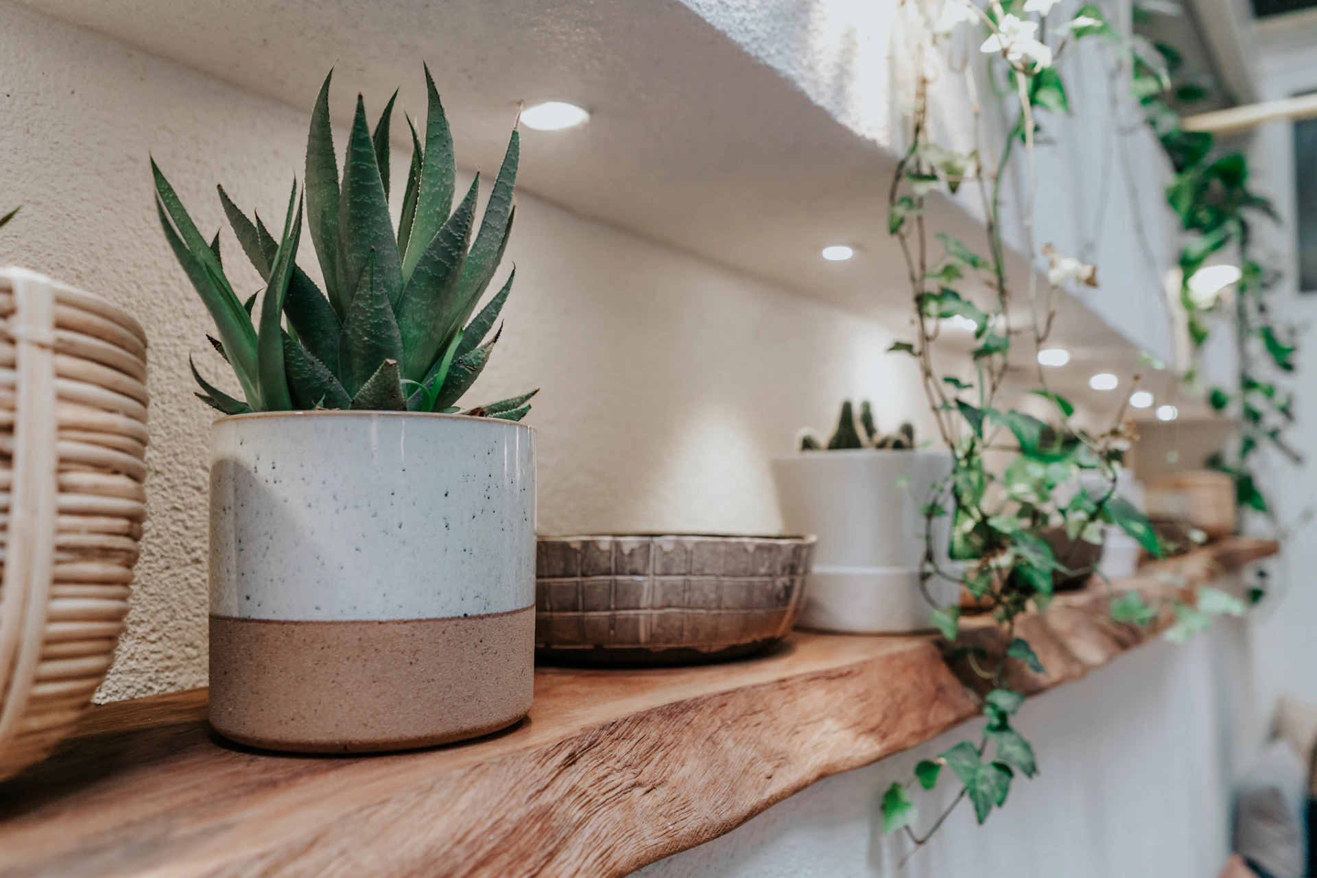 green plant in white ceramic pot