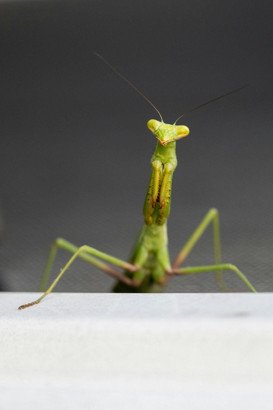 green praying mantis on gray surface