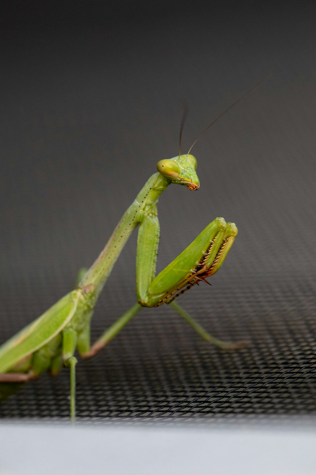 green praying mantis on grey textile