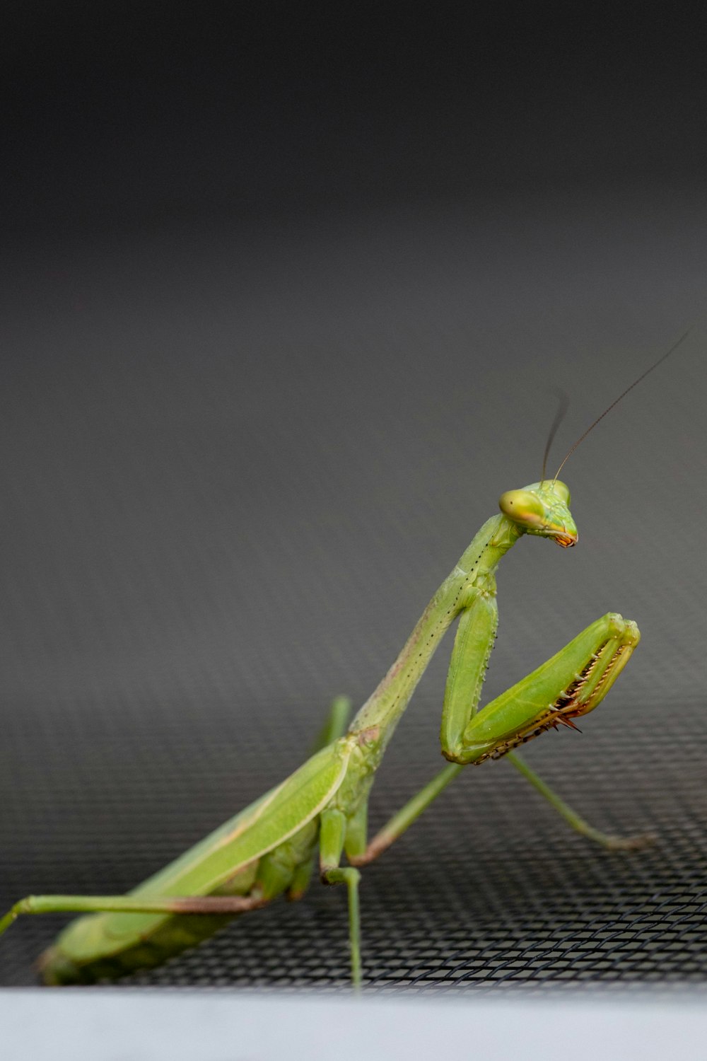 green praying mantis on grey surface