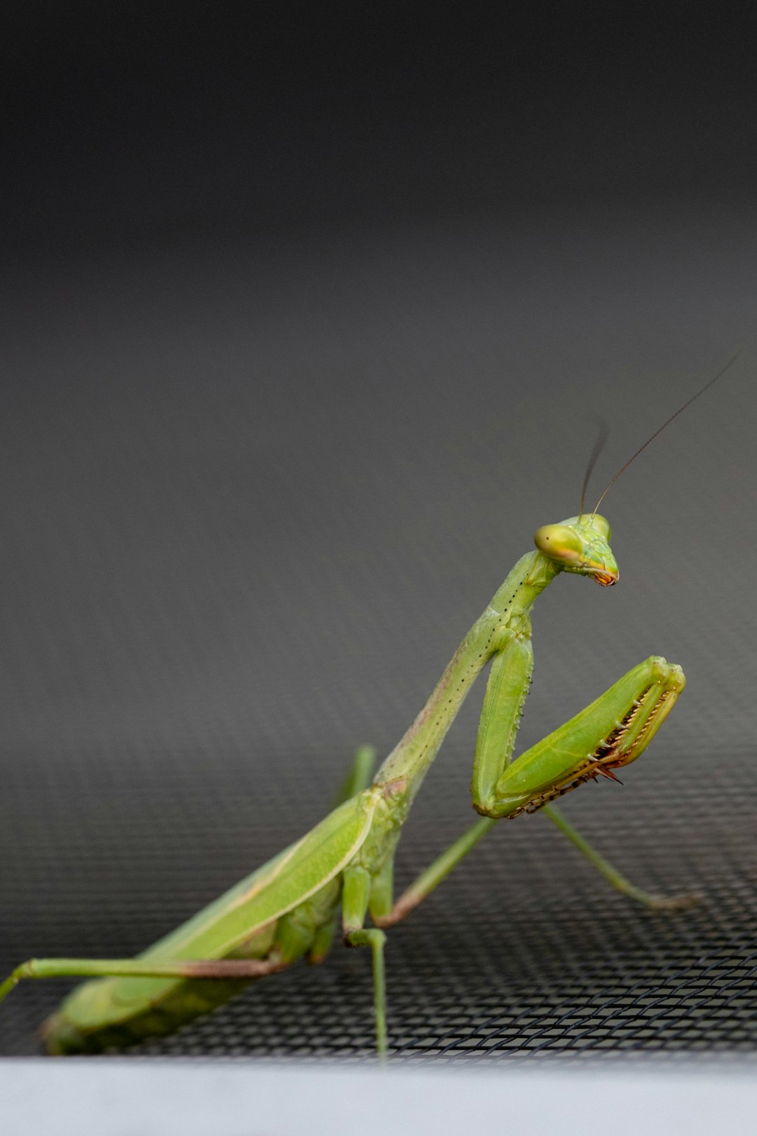 green praying mantis on grey surface