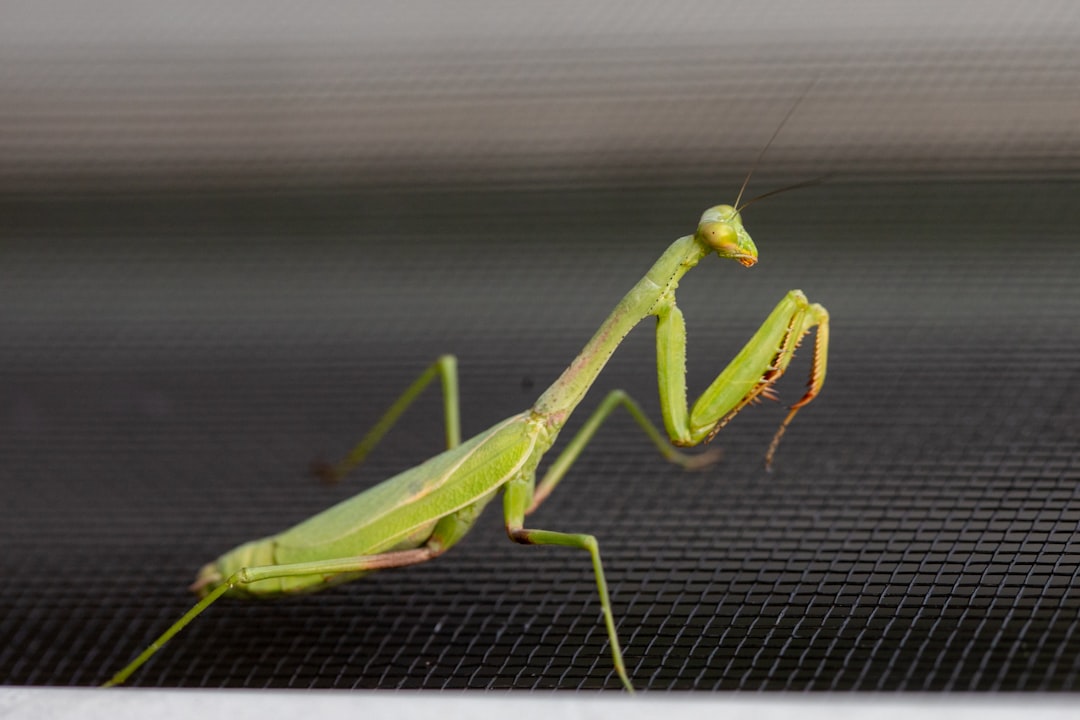 green praying mantis on black metal screen