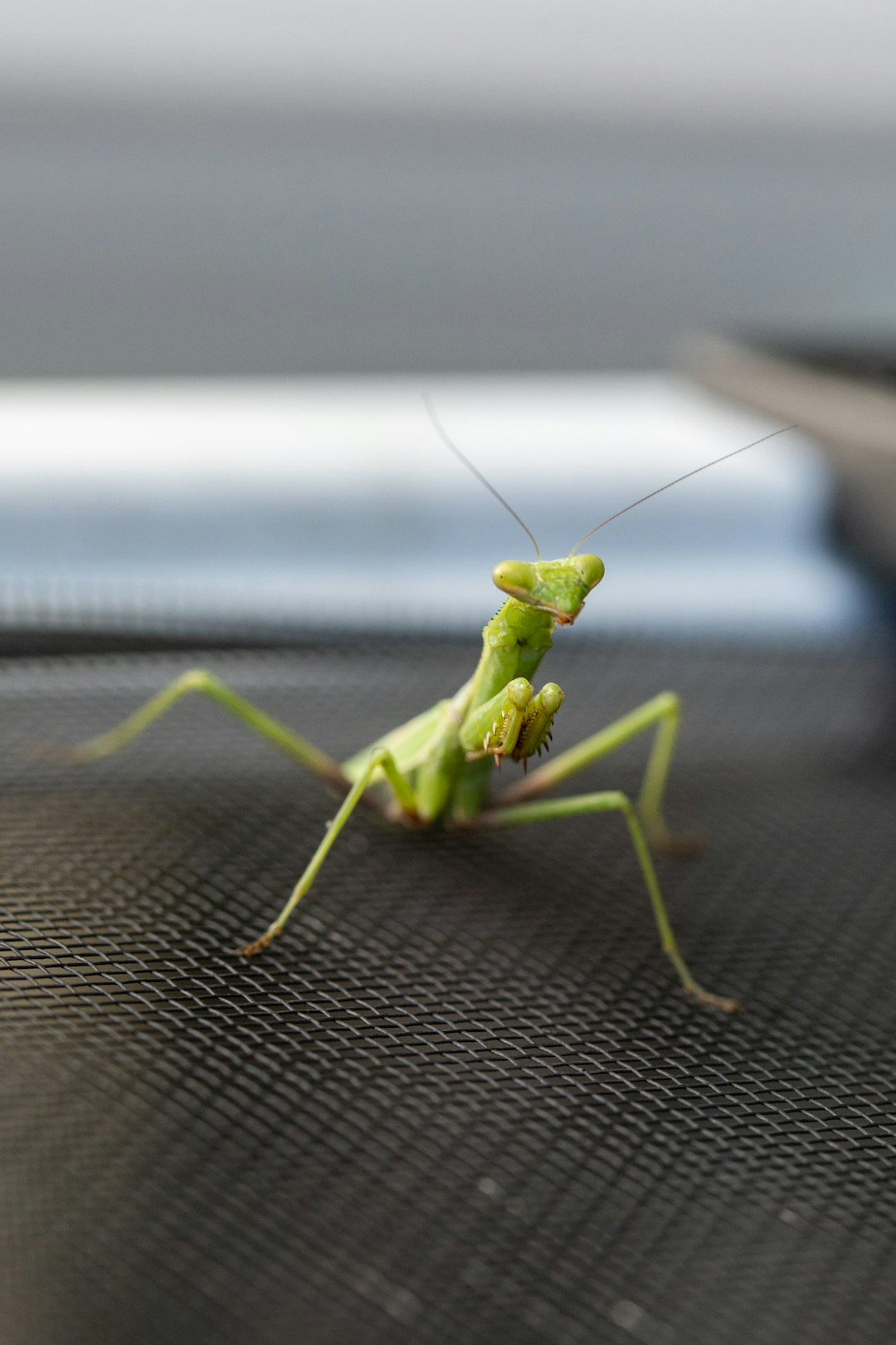 green praying mantis on gray textile