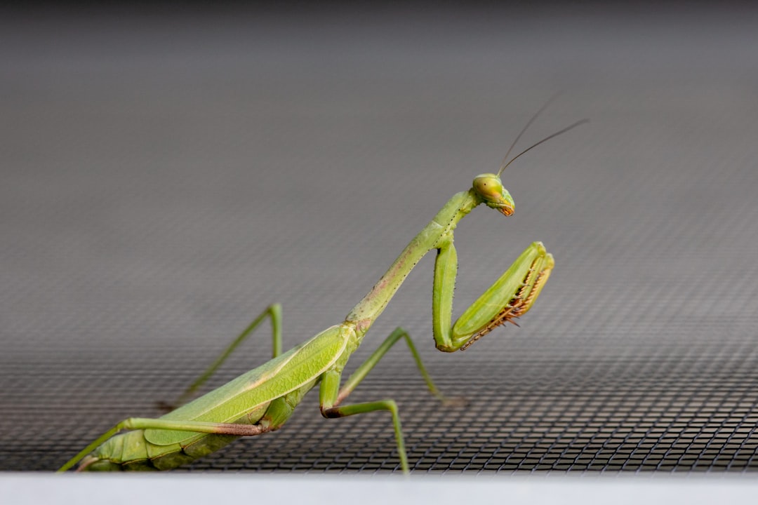 green praying mantis on black textile