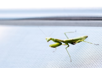 A green praying mantis is perched on a mesh surface, displaying its slender body and characteristic bent forward forelegs. The background is slightly out of focus, emphasizing the insect in the foreground.
