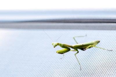A green praying mantis is perched on a mesh surface, displaying its slender body and characteristic bent forward forelegs. The background is slightly out of focus, emphasizing the insect in the foreground.