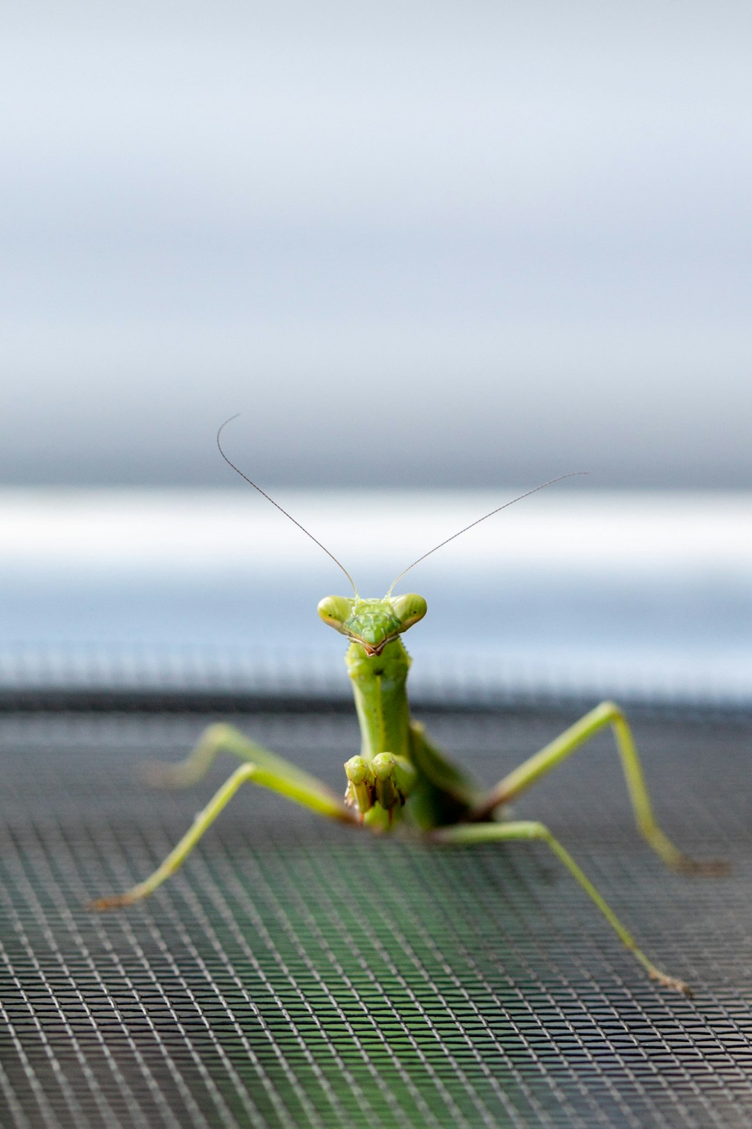 green praying mantis on black surface during daytime