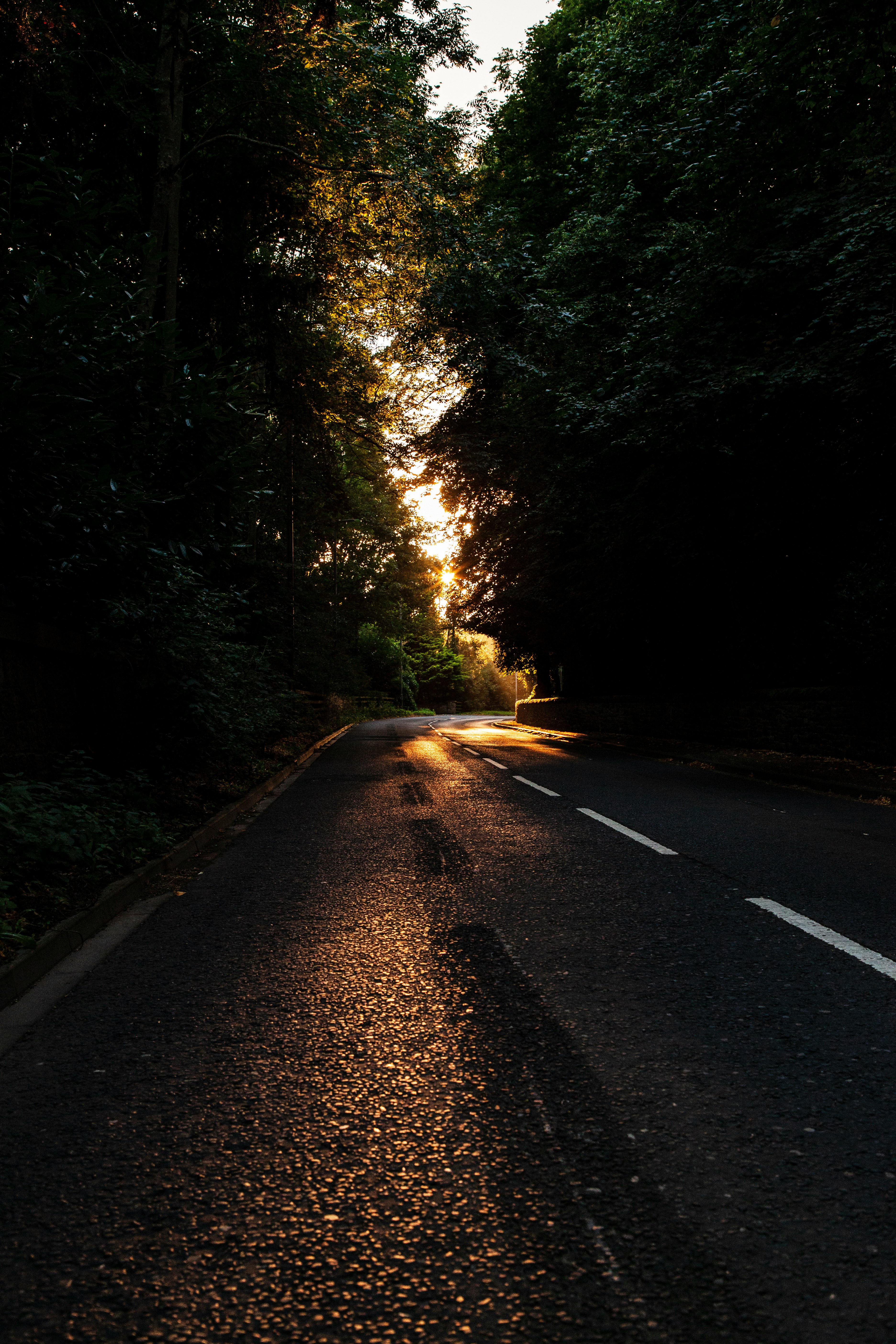 gray concrete road between green trees during daytime