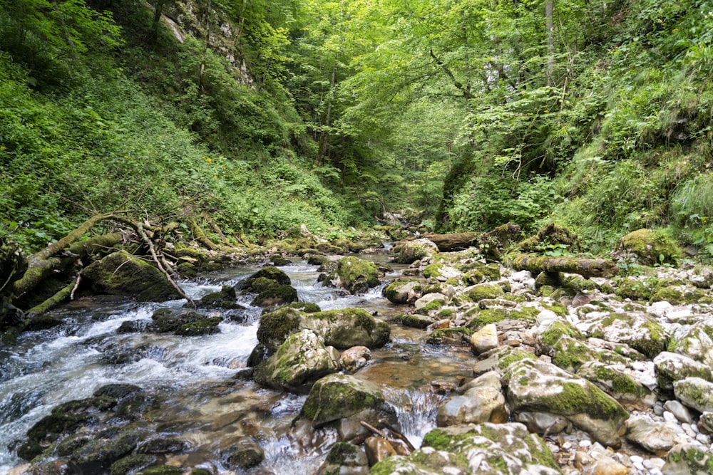 a river running through a lush green forest